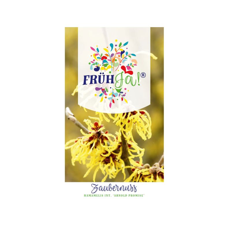 Plantiflor Zaubernuss Arnold Promise Topf Durchmesser 23 cm