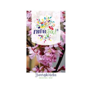 Plantiflor  Kurilenkirsche Ruby Topf Durchmesser 23 cm