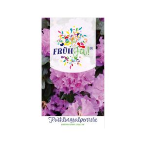 Plantiflor Vor-Frühlings-Alpenrose Praecox Topf Durchmesser 23 cm Plantiflor Vor-Frühlings-Alpenrose Praecox Topf Durchmesser 23 cm
