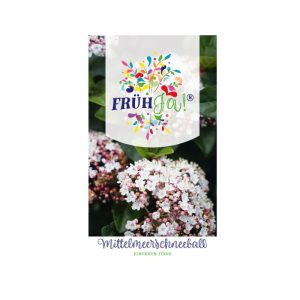 Plantiflor Mittelmeer SchneeballTopf Durchmesser 23 cm Plantiflor Mittelmeer SchneeballTopf Durchmesser 23 cm