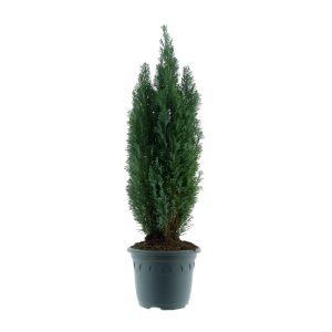 Plantiflor Blaue Kegel-Zypresse Topf Durchmesser 23 cm Plantiflor Blaue Kegel-Zypresse Topf Durchmesser 23 cm