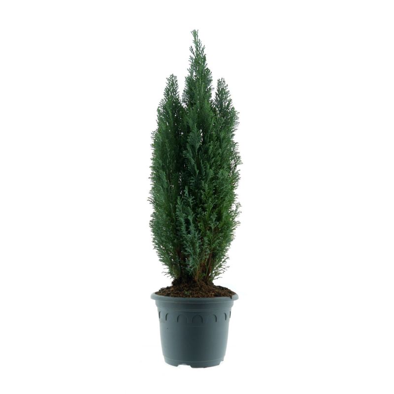 Plantiflor Blaue Kegel-Zypresse Topf Durchmesser 23 cm