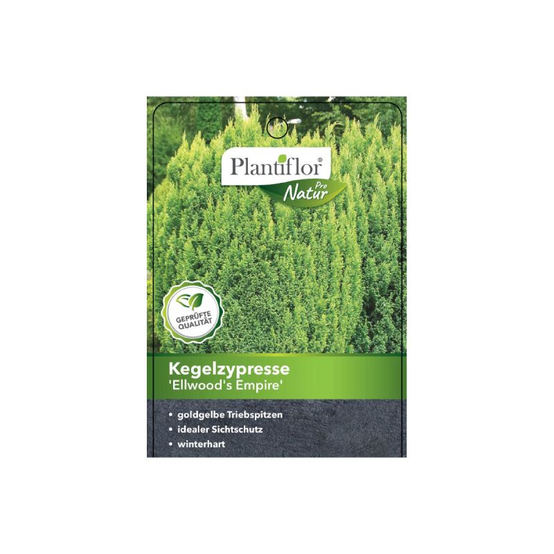 Plantiflor Kegelzypresse Ellwoods Empire Topf Durchmesser 23 cm