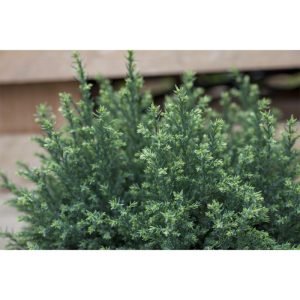 Plantiflor Gartenzypresse Snow White Topf Durchmesser 23 cm Plantiflor Gartenzypresse Snow White Topf Durchmesser 23 cm