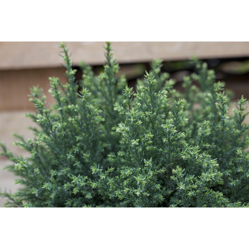 Plantiflor Gartenzypresse Snow White Topf Durchmesser 23 cm