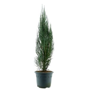 Plantiflor Blauer Raketen Wacholder Topf Durchmesser 23 cm Plantiflor Blauer Raketen Wacholder Topf Durchmesser 23 cm