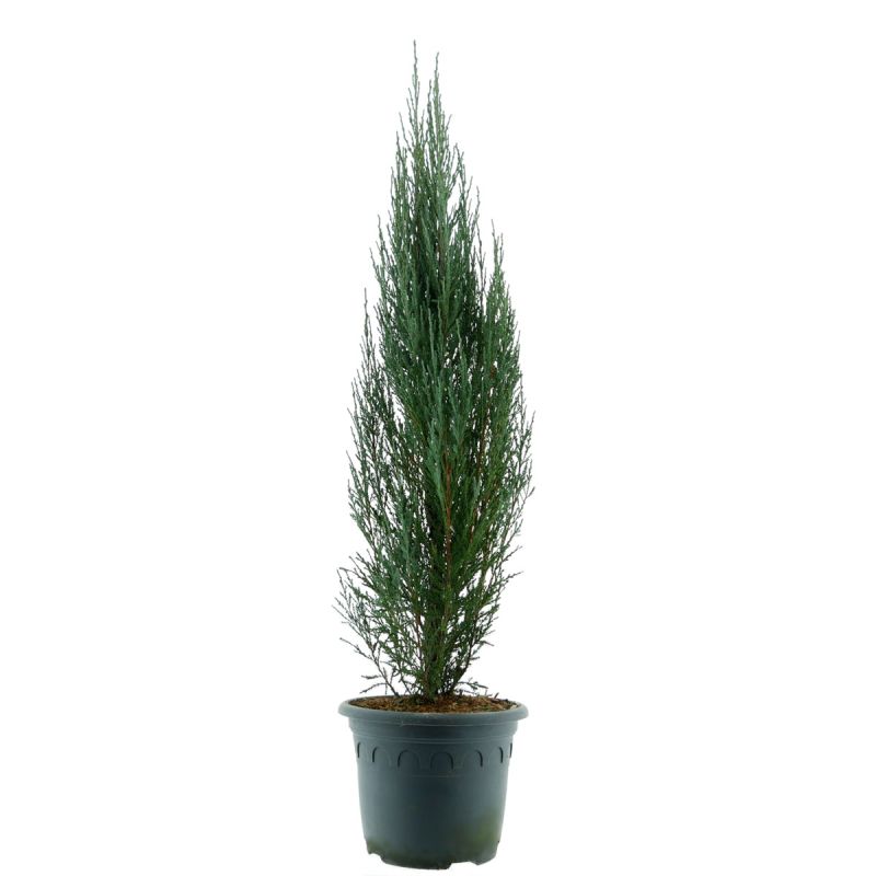 Plantiflor Blauer Raketen Wacholder Topf Durchmesser 23 cm
