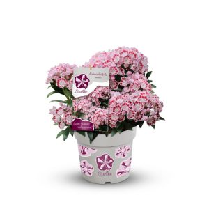 Plantiflor Berglorbeer Topf Durchmesser 20 cm Plantiflor Berglorbeer Topf Durchmesser 20 cm