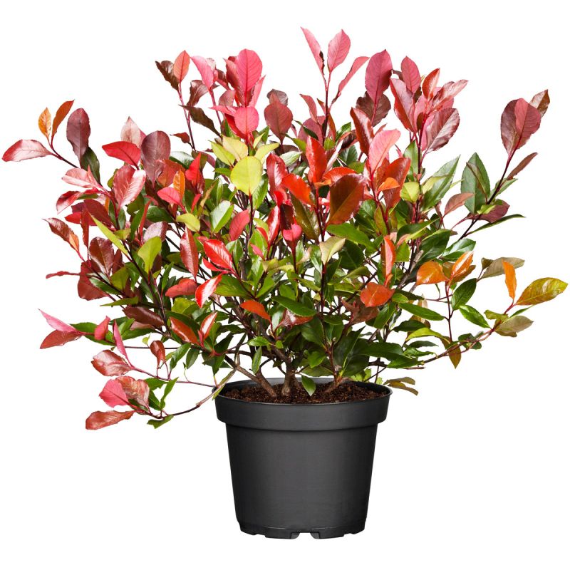 Plantiflor Glanzmispel Red Robin im Topf Durchmesser 17 cm