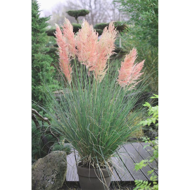 Plantiflor Pampasgras Rosea Topf Durchmesser 17 cm
