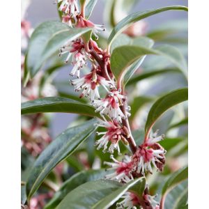 Plantiflor Fleischbeere Winter Gem Topf Durchmesser 15 cm Plantiflor Fleischbeere Winter Gem Topf Durchmesser 15 cm