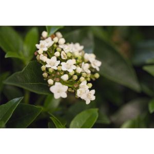 Plantiflor Mittelmeer Schneeball Topf Durchmesser 15 cm Plantiflor Mittelmeer Schneeball Topf Durchmesser 15 cm