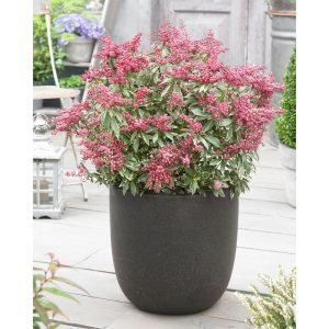 Plantiflor Lavendellheide Polar Passion Topf Durchmesser 23 cm Plantiflor Lavendellheide Polar Passion Topf Durchmesser 23 cm