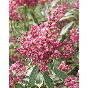 Plantiflor Lavendellheide Polar Passion Topf Durchmesser 17 cm Plantiflor Lavendellheide Polar Passion Topf Durchmesser 17 cm