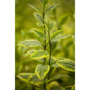 Plantiflor Gold-Liguster Aureum Topf Durchmesser 19 cm Plantiflor Gold-Liguster Aureum Topf Durchmesser 19 cm