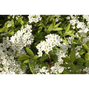 Plantiflor Weiße Rispenspiere Grefsheim Topf Durchmesser 19 cm Plantiflor Weiße Rispenspiere Grefsheim Topf Durchmesser 19 cm