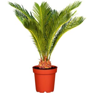 Plantiflor Palmfarn Topf Durchmesser 12 cm Plantiflor Palmfarn Topf Durchmesser 12 cm