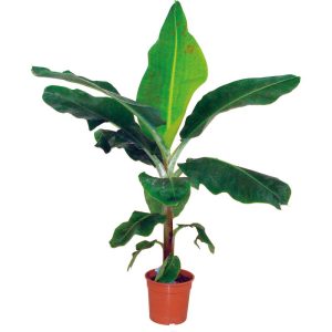 Plantiflor Zimmer-Banane Topf Durchmesser 21 cm Plantiflor Zimmer-Banane Topf Durchmesser 21 cm