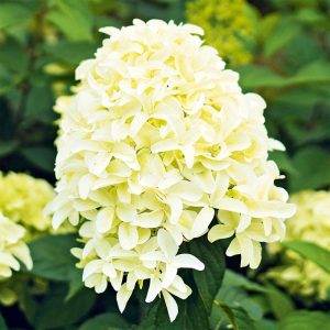 Rispenhortensie Living Creations Topf Durchmesser 23 cm Rispenhortensie Living Creations Topf Durchmesser 23 cm