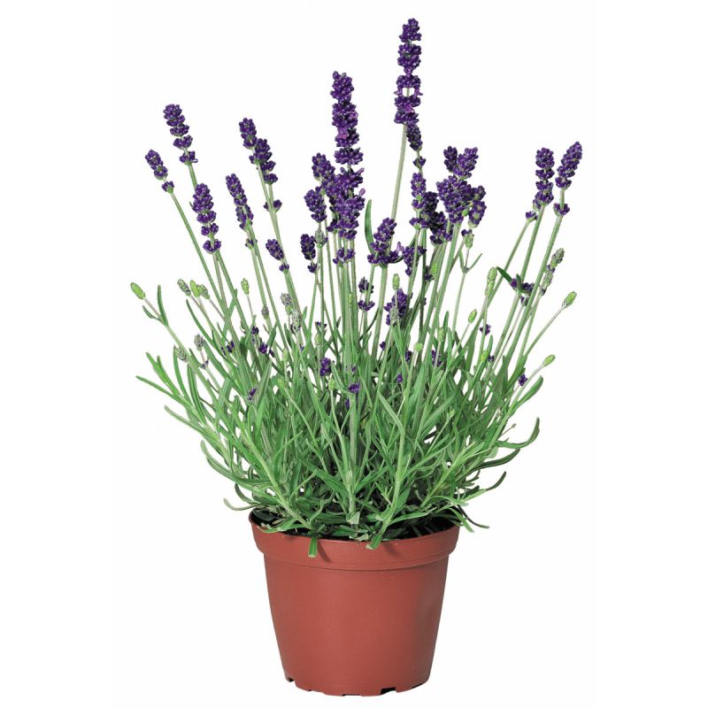Plantiflor Lavendel Lavandula angustifolia blühend im Topf Durchmesser 12 cm