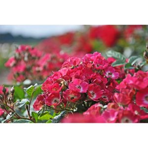 Plantiflor Zwergrose Rosy Boom Mini Topf Durchmesser 24 cm Plantiflor Zwergrose Rosy Boom Mini Topf Durchmesser 24 cm