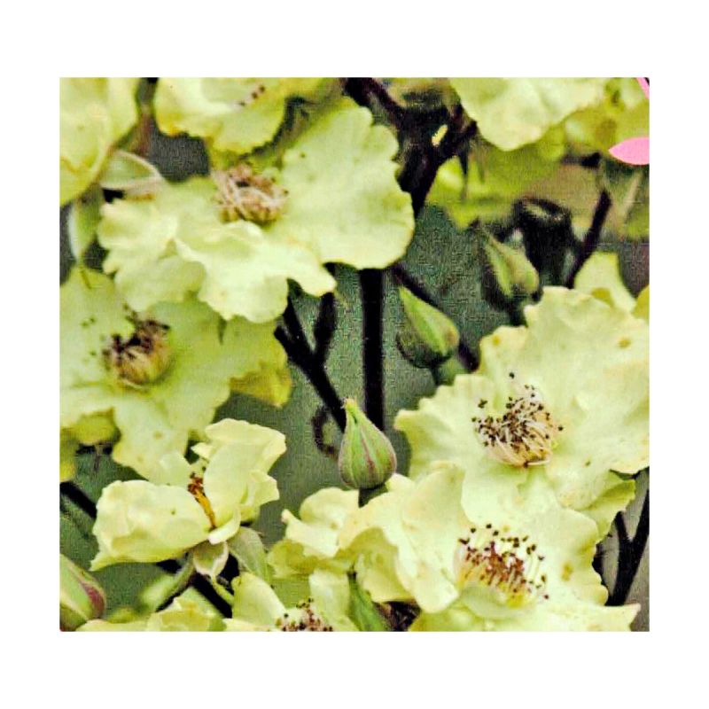 Plantiflor Strauchrose Rosy Boom Topf Durchmesser 24 cm