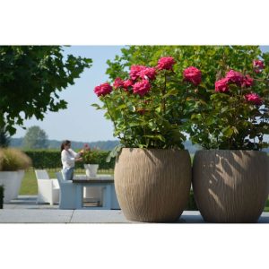 Plantiflor Edelrose Parfum de nature Topf Durchmesser 19 cm Plantiflor Edelrose Parfum de nature Topf Durchmesser 19 cm