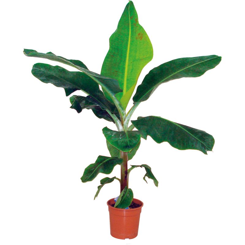 Plantiflor Zimmer-Banane Topf-Ø 21 cm