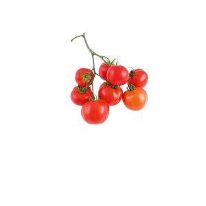 Plantiflor Cherrytomate plastikfrei Topf Durchmesser 12 cm Plantiflor Cherrytomate plastikfrei Topf Durchmesser 12 cm