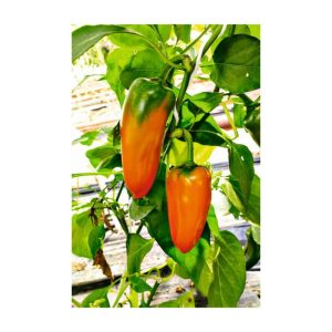 Plantiflor Snackpaprika plastikfrei Topf 12 cm Plantiflor Snackpaprika plastikfrei Topf 12 cm