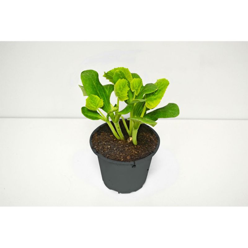 Plantiflor Melone Setzling Durchmesser 12 cm