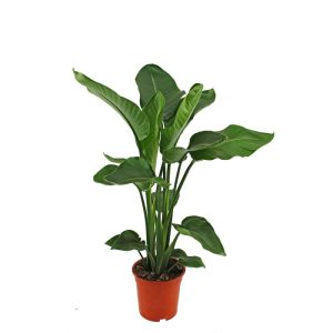 Plantiflor Baumstrelitzie Topf 19 cm Plantiflor Baumstrelitzie Topf 19 cm