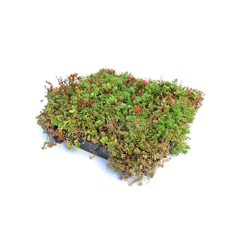 AboutGreen Gründachsystem Click und Go bis 15 Dachneigung 45 x 49,5 cm