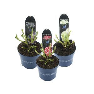 Plantiflor Gartenhortensie Royalty Colletction Topf Durchmesser 17 cm Plantiflor Gartenhortensie Royalty Colletction Topf Durchmesser 17 cm
