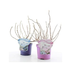 Plantiflor Gartenhortensie French Bolero Topf Durchmesser 20 cm Plantiflor Gartenhortensie French Bolero Topf Durchmesser 20 cm