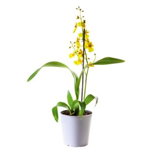 Plantiflor Orchideen-Mix Topf Durchmesser 9 cm Plantiflor Orchideen-Mix Topf Durchmesser 9 cm
