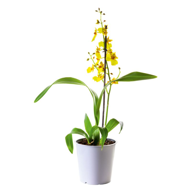 Plantiflor Orchideen-Mix Topf Durchmesser 9 cm