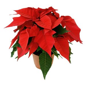 Plantiflor Weihnachtsstern Topf Durchmesser 9 cm Plantiflor Weihnachtsstern Topf Durchmesser 9 cm