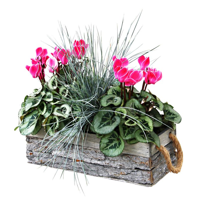 Plantiflor Bepflanztes Holzgefäß mit Rindenoptik 30 x 12 cm