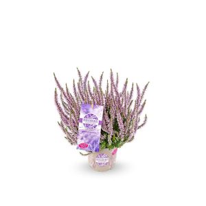 Knospenheide Garden Girls Herbstlavendel Topf- Durchmesser 11 cm Knospenheide Garden Girls Herbstlavendel Topf- Durchmesser 11 cm