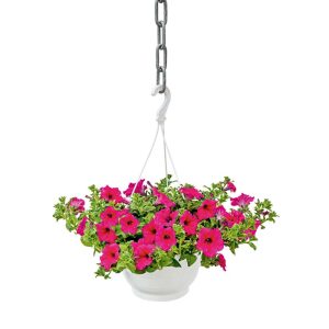 Plantiflor Ampelpflanze Petunie Topf- Durchmesser 21 cm Plantiflor Ampelpflanze Petunie Topf- Durchmesser 21 cm