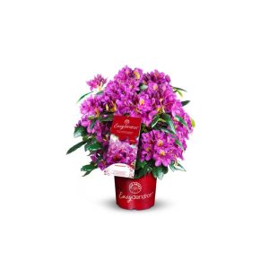 Plantiflor Großblumiger Rhododendron Topf Durchmesser 17 cm Plantiflor Großblumiger Rhododendron Topf Durchmesser 17 cm