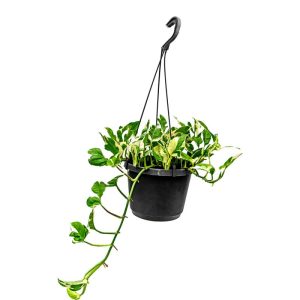 Plantiflor Ampelpflanze Philodendron Topf- Durchmesser 17 cm Plantiflor Ampelpflanze Philodendron Topf- Durchmesser 17 cm