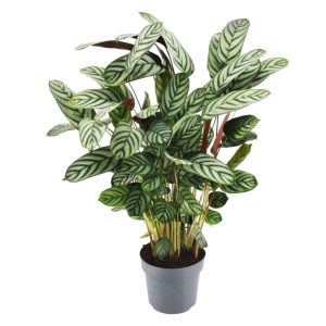 Plantiflor Grünpflanzen Topf- Durchmesser 21 cm Plantiflor Grünpflanzen Topf- Durchmesser 21 cm