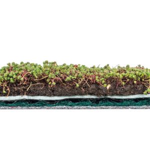 AboutGreen Dachbegrünung Roll und Go Dachneigung 1-5 AboutGreen Dachbegrünung Roll und Go Dachneigung 1-5
