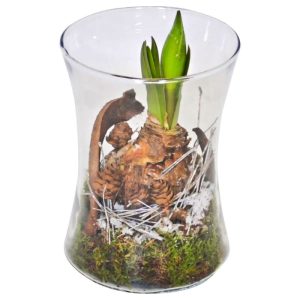 Plantiflor Amaryllis im Glas Topf- Durchmesser 15 cm Plantiflor Amaryllis im Glas Topf- Durchmesser 15 cm