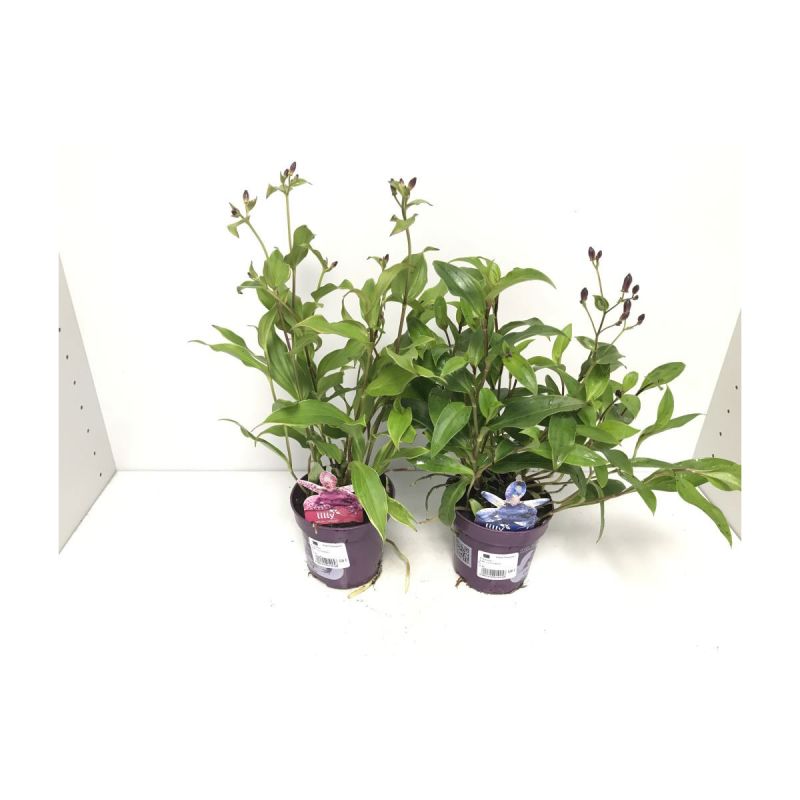 Plantiflor Gartenorchidee in verschiedenen Farben T11
