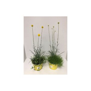 Plantiflor Craspedia globosa Golf Beauty 3 Sorten T17 Plantiflor Craspedia globosa Golf Beauty 3 Sorten T17