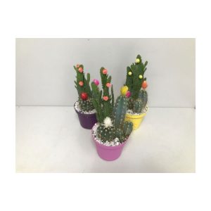 Plantiflor Kakteen mit geklebten Blüten verschiedene Sorten T10 Plantiflor Kakteen mit geklebten Blüten verschiedene Sorten T10