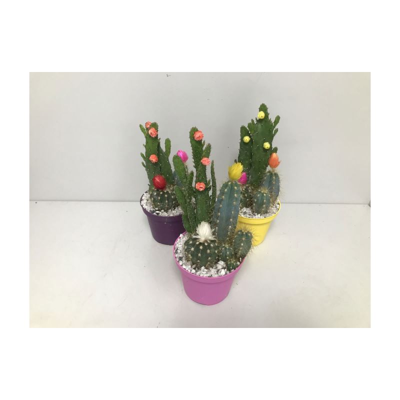 Plantiflor Kakteen mit geklebten Blüten verschiedene Sorten T10